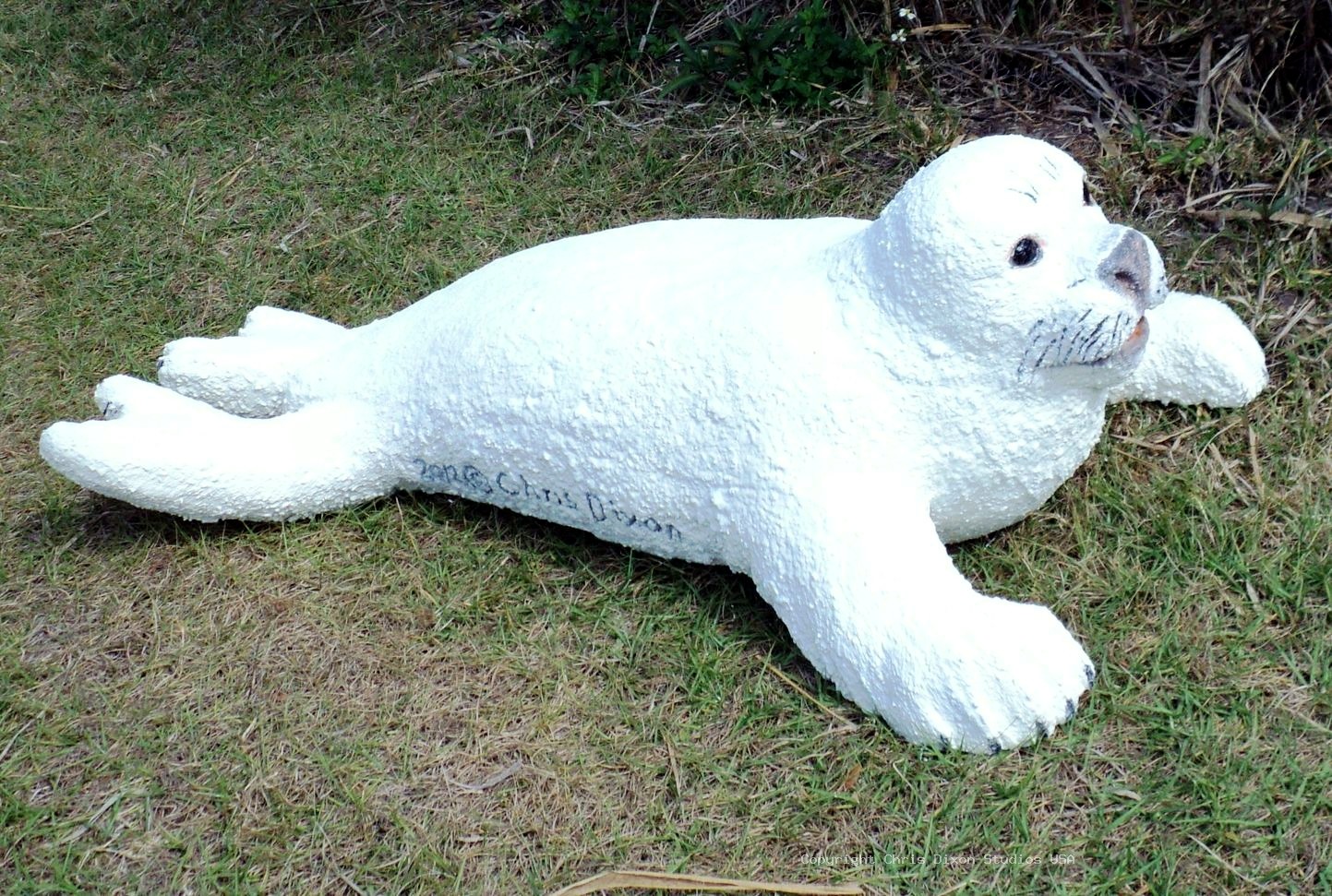 Harp Seal 926