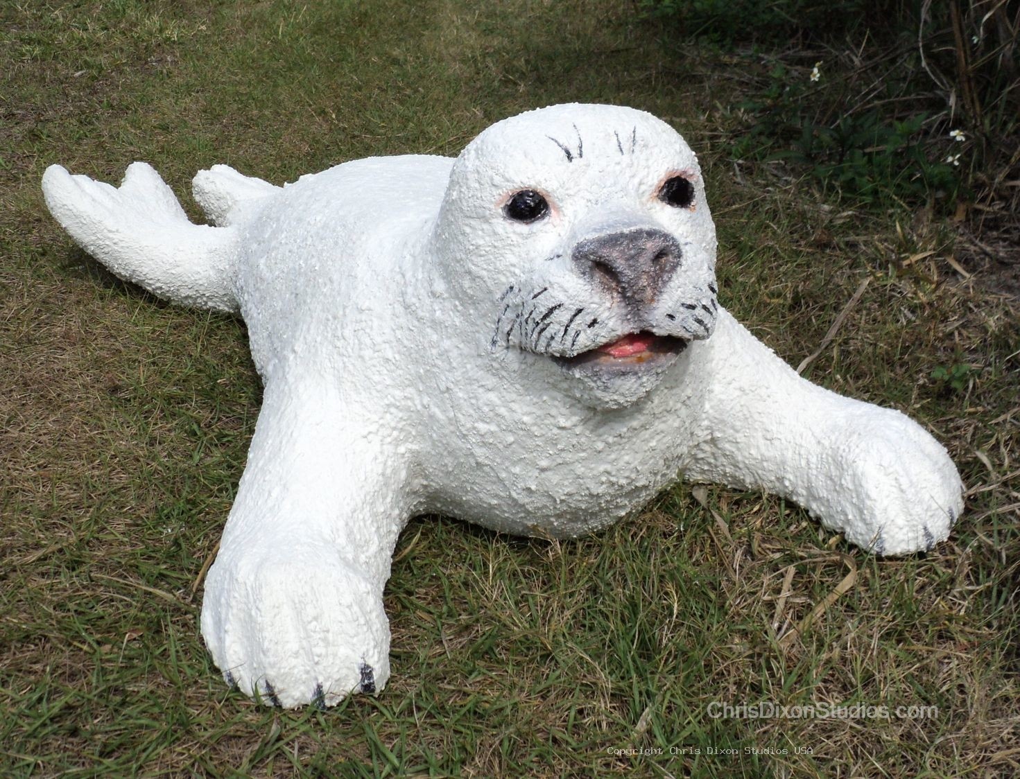 Harp Seal 927