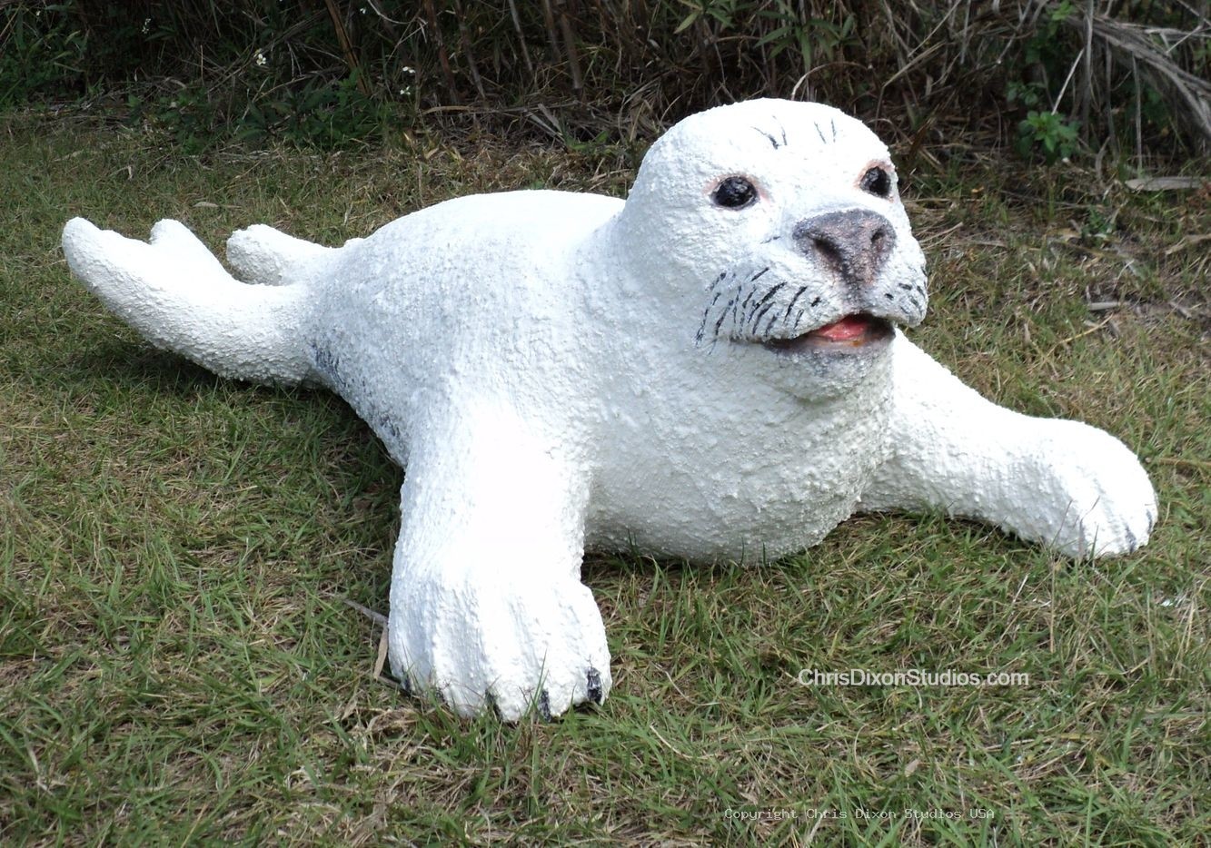 Harp Seal 934