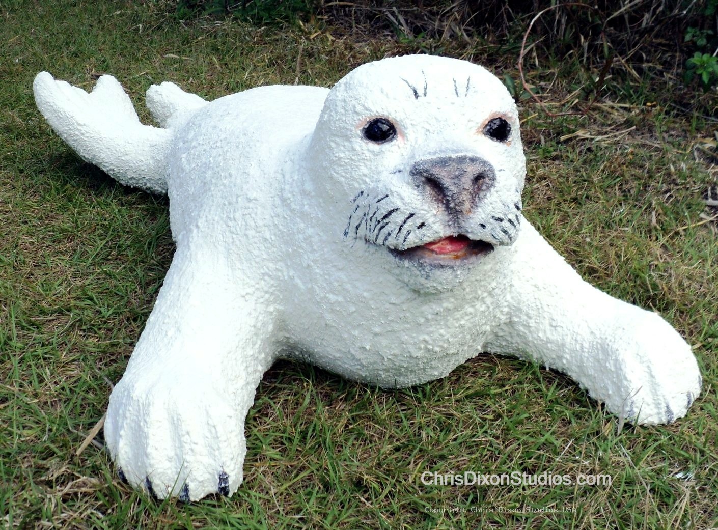 Harp Seal 937