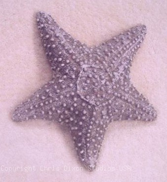 Beach Star Fish 13