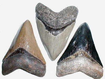 15 1 Shark Tooth