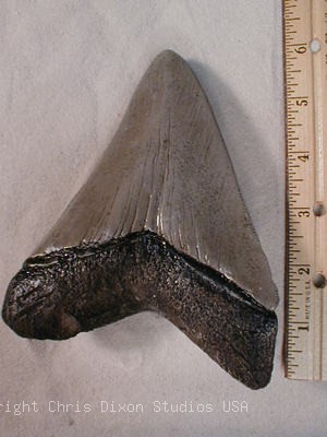 15 1 Shktotooth300400b