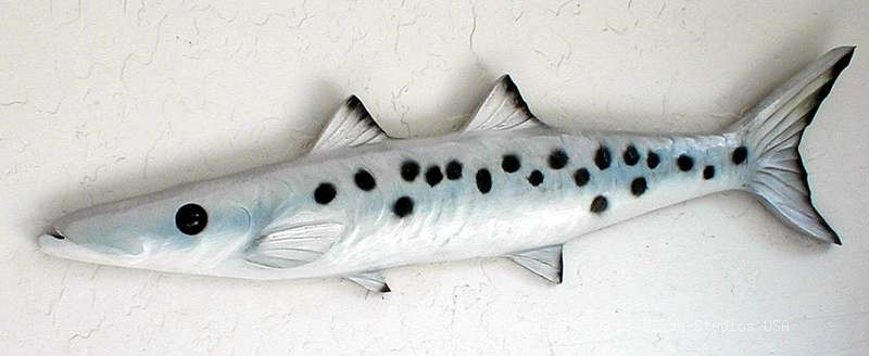 BARRACUDA