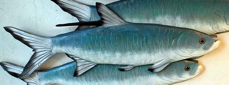 TARPON 1R