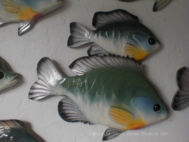 Bluegills Sunfish