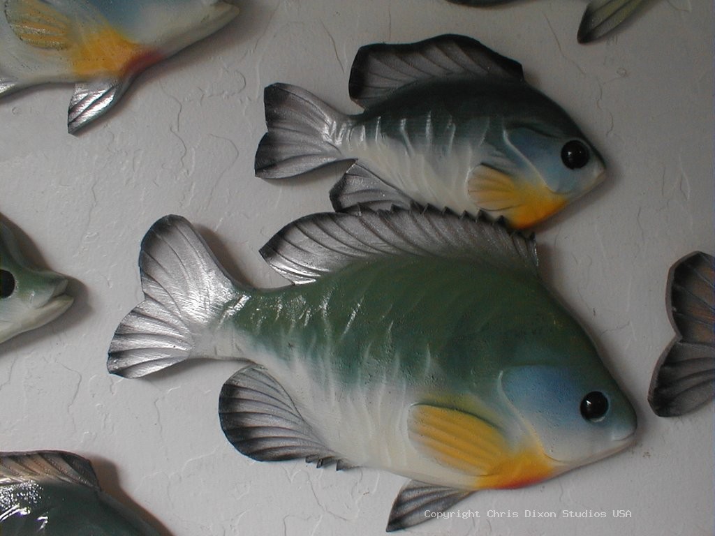 Bluegills Sunfish Big