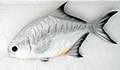 Pc Pompano Fish120