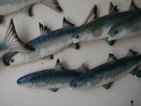 Mulletfish Close