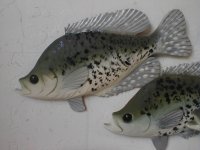 Crappy Bass Fish