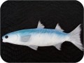 Pc Mullet Fish