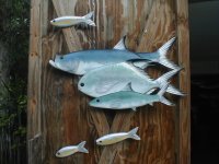 Tarpon Permit Bonefish Baitfish