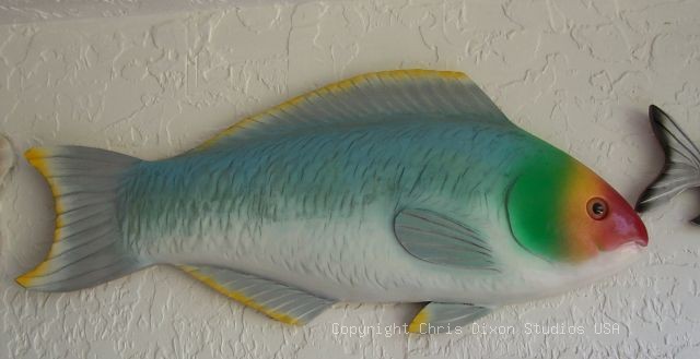 Parrotfish Woodenfish