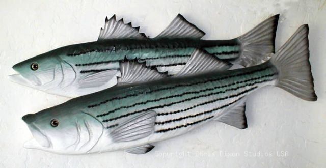 STRIPED BASS