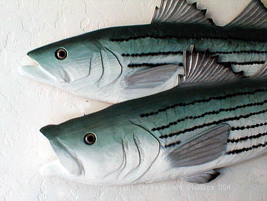 STRIPED BASS Heads