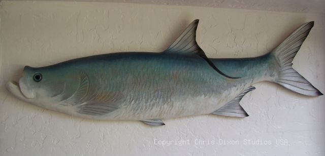 Tarpon Woodenfish