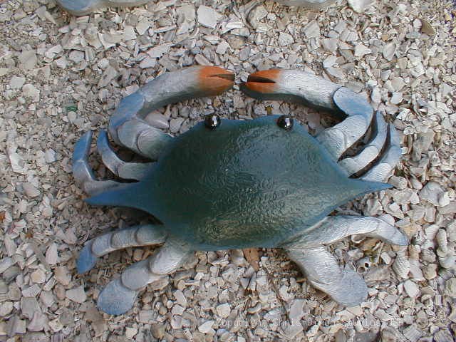 Blue Crab