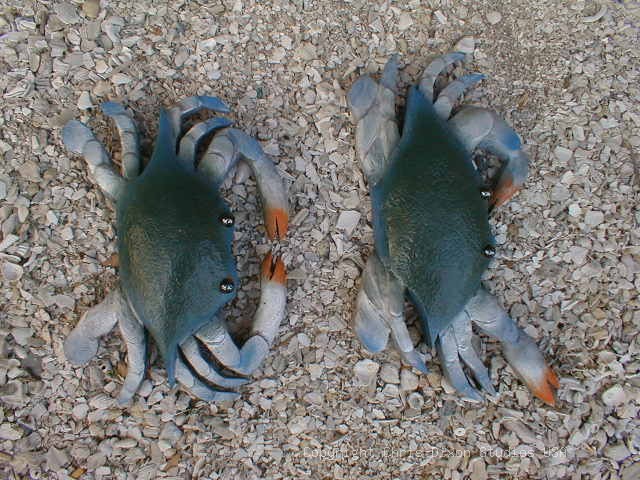 Bluecrabs2