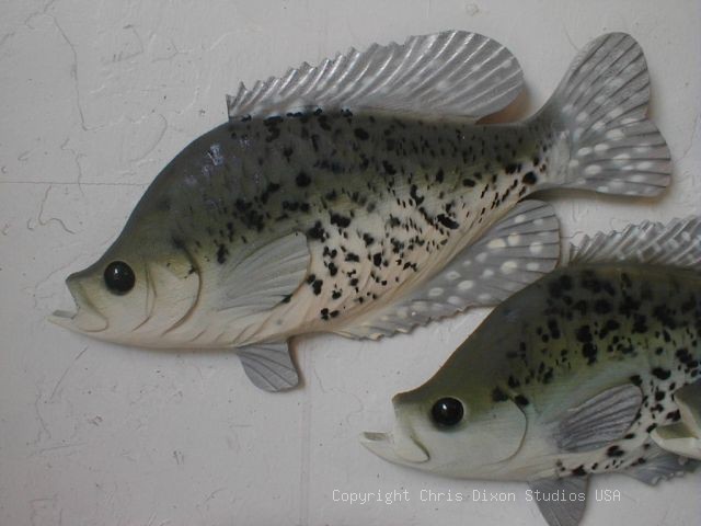 Crapie Bass Fish