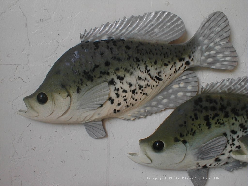 Crappy Bass Fish