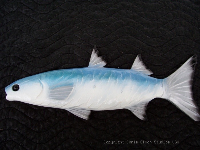 Pc Mullet Fish