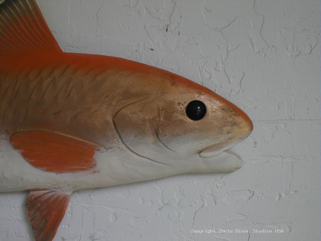 Redfish Face