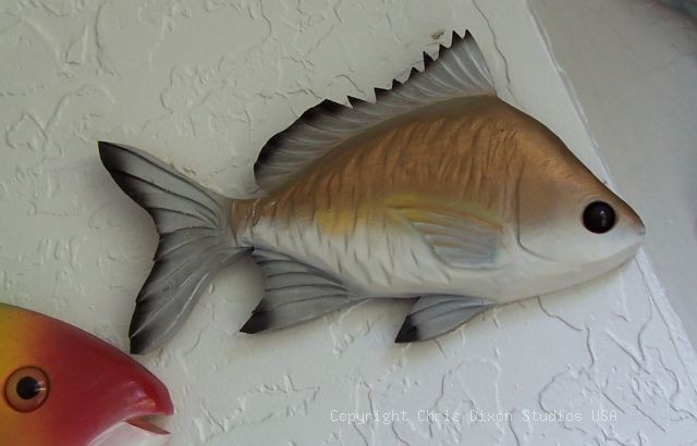 Sandpearch Mojarrra Woodenfish