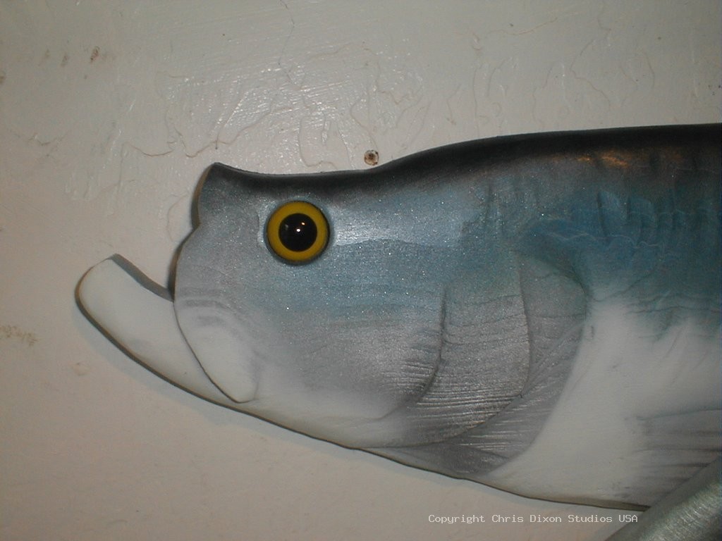 Tarpon Head