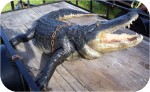 14ft Alligator Bigjfront