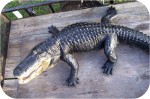 14ft Alligator Bigjtop