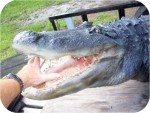 14ft Alligator Head Do Not Feed
