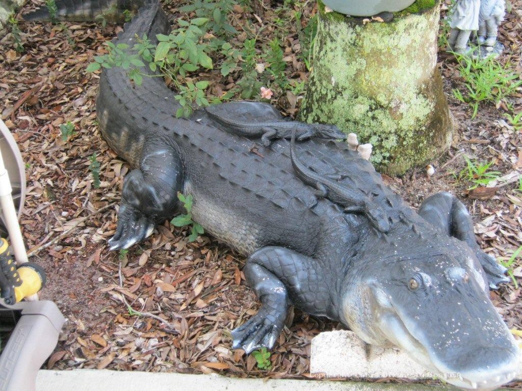11in Baby Alligators 6