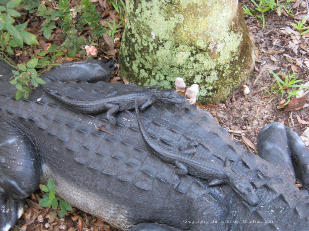 11in Baby Alligators 7