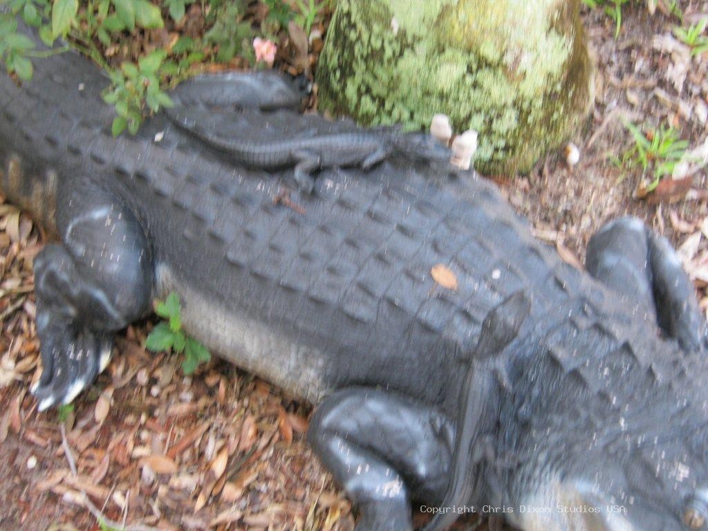11in Baby Alligators 8