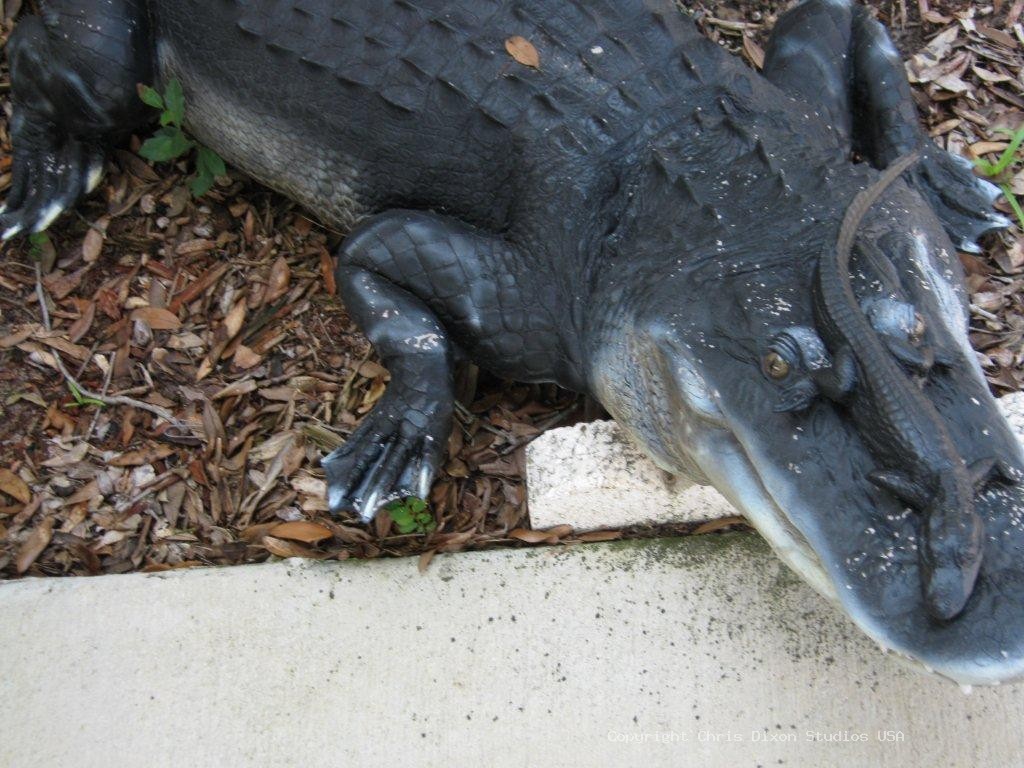 11in Baby Alligators 9