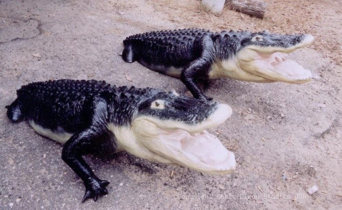 12ft Alligator Half