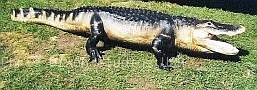 12ft Alligator Walk 001
