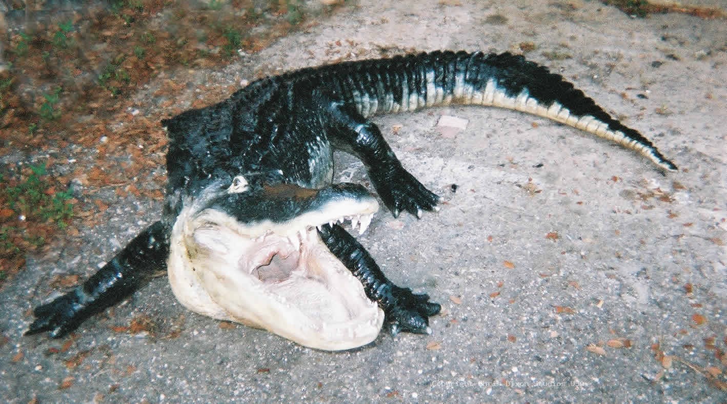 14ft Alligator Bigj2