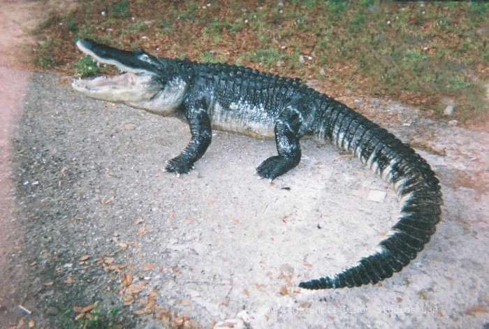 14ft Alligator Bigj4