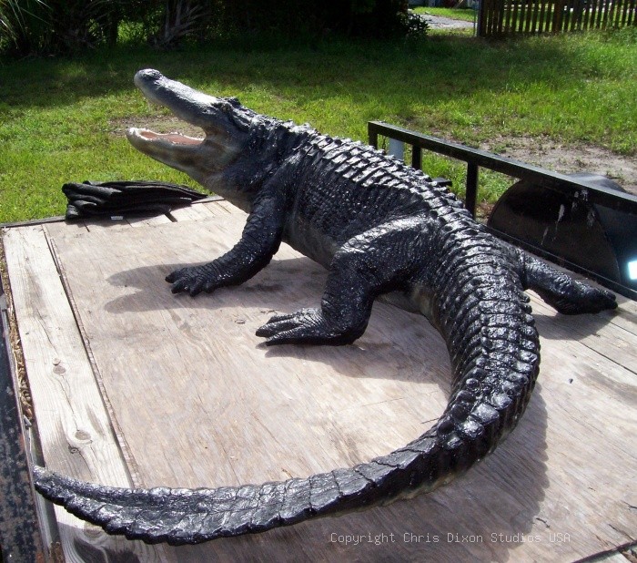 14ft Alligator Bigjback