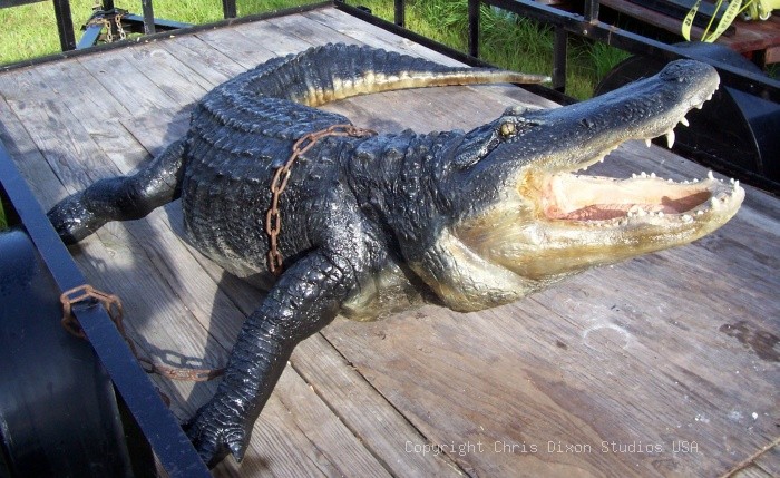14ft Alligator Bigjfront
