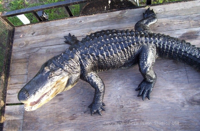 14ft Alligator Bigjtop