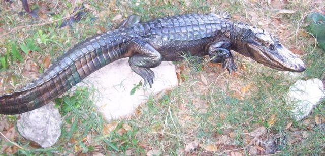 6ft Alligator Bronze