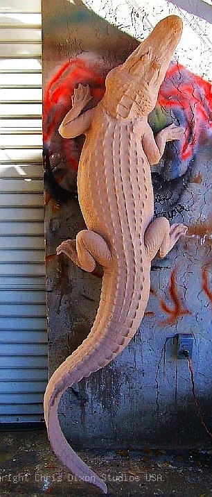 8ft American Alligator Topview