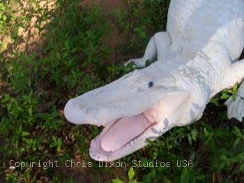 8ft Alligator Albino