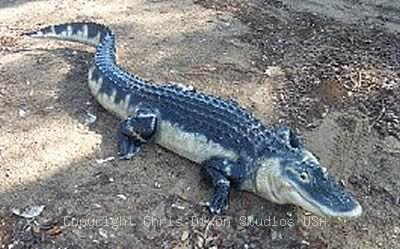 8ft Alligator