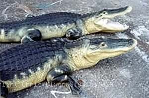 8ft Alligator2