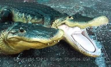 8ft Alligator 2head