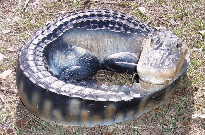 Alligator 3ft Curled 2
