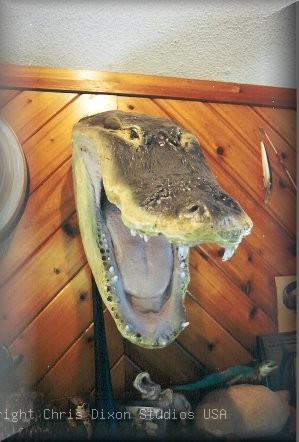 Alligatorhead Wallmount